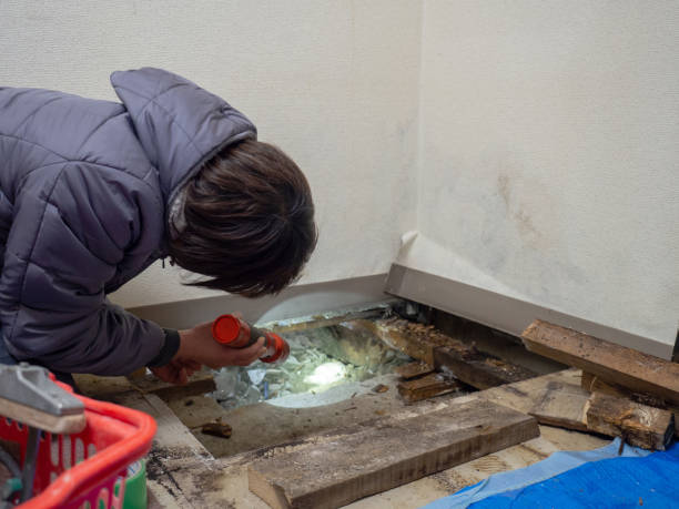 Best Mold Documentation for Insurance Claims  in White Oak, MS