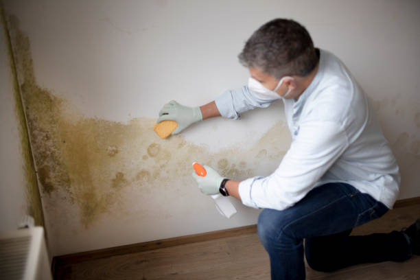 Best Crawl Space Mold Remediation  in White Oak, MS