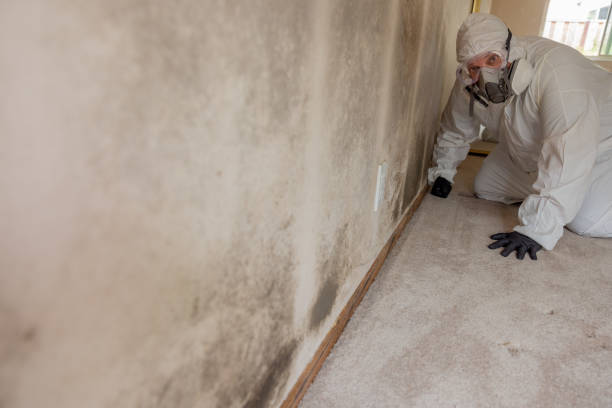  White Oak, MS Mold Removal Pros